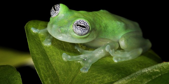 1920x1080 Kermit The Frog Wallpaper ,Wallpaper Download , (35) - accomodations