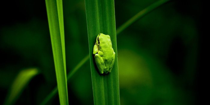 1920x1200 Kermit the Frog Wallpaper (53+ images)