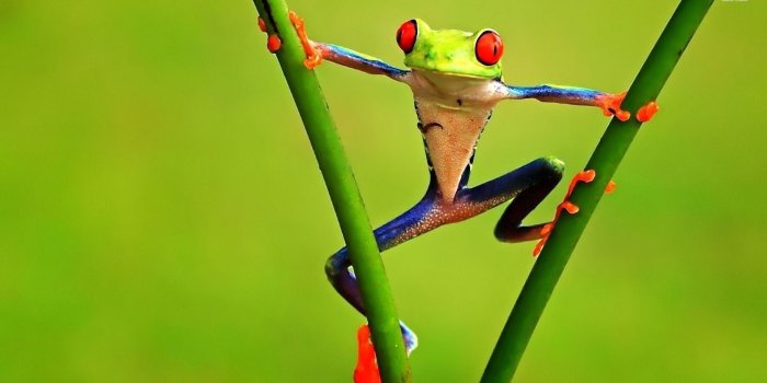 1920x1080 58+ Funny Frog Wallpapers on WallpaperPlay