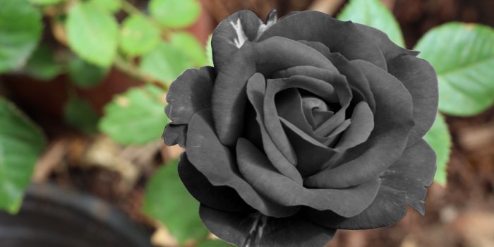 5184x3456 Black Rose flower in bloom close-up photo HD wallpaper | Wallpaper Flare