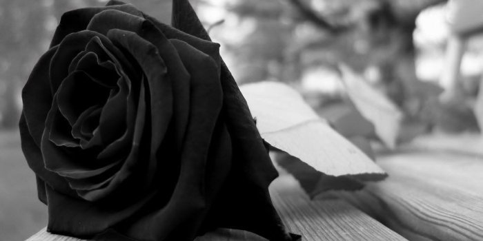 1024x768 Black Rose Wallpapers - Top Free Black Rose Backgrounds