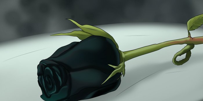 2500x1875 Black Rose Photography – download best HD at digitalimagemakerworld.com
