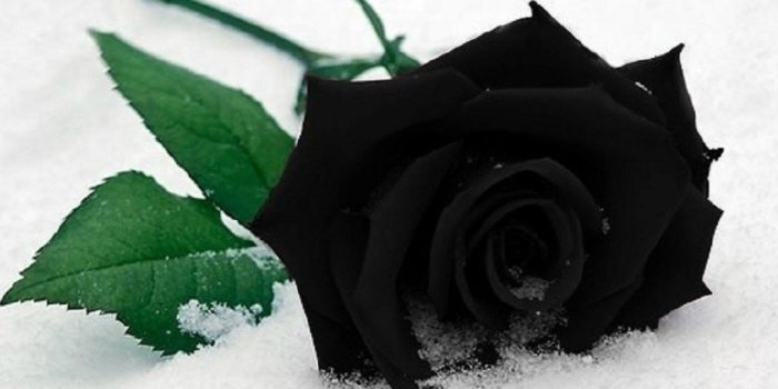 1280x1024 Beautiful Black Roses HD Wallpapers – Flowers HD Pictures Desktop
