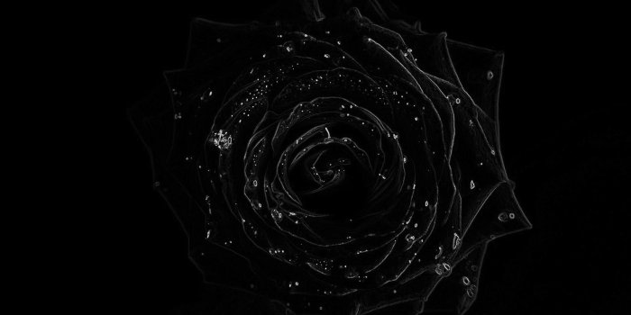 1920x1080 Black Roses Background ·① WallpaperTag