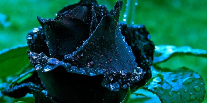 1920x1080 Black Roses Wallpaper (64+ images)