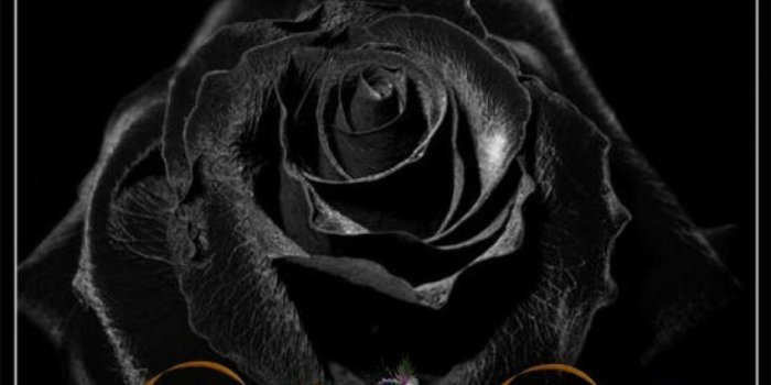 2560x1440 Black Roses HD Wallpapers Free Downloads