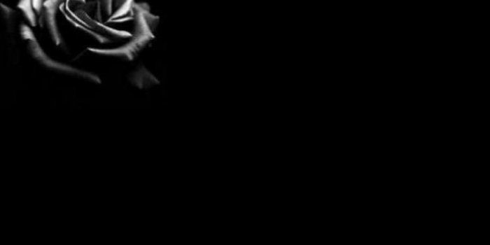 1381x879 HD Black Rose 4k Wallpaper