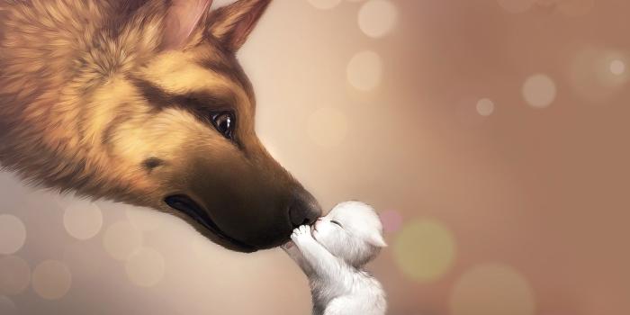 1920x1080 Anime Animals Wallpapers