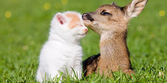 1680x945 Cute animal wallpapers for desktop Gallery