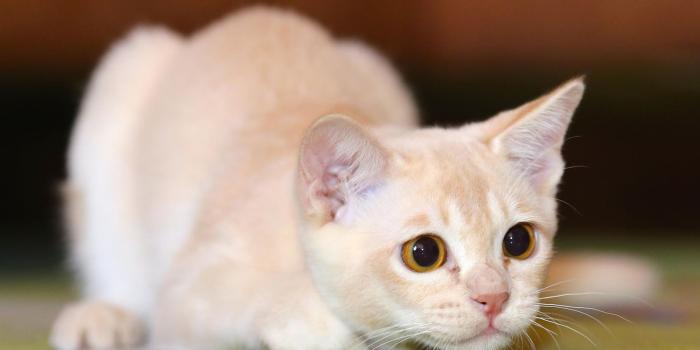 1810x1283 Animal Cat HD Pictures Photos Gallery