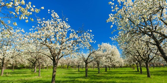 1920x1080 Santabanta Nature Wallpaper HD ·① WallpaperTag