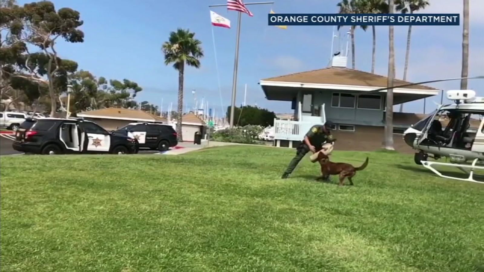 1600x900 OC sheriff's K-9 attacks county employee during training exercise