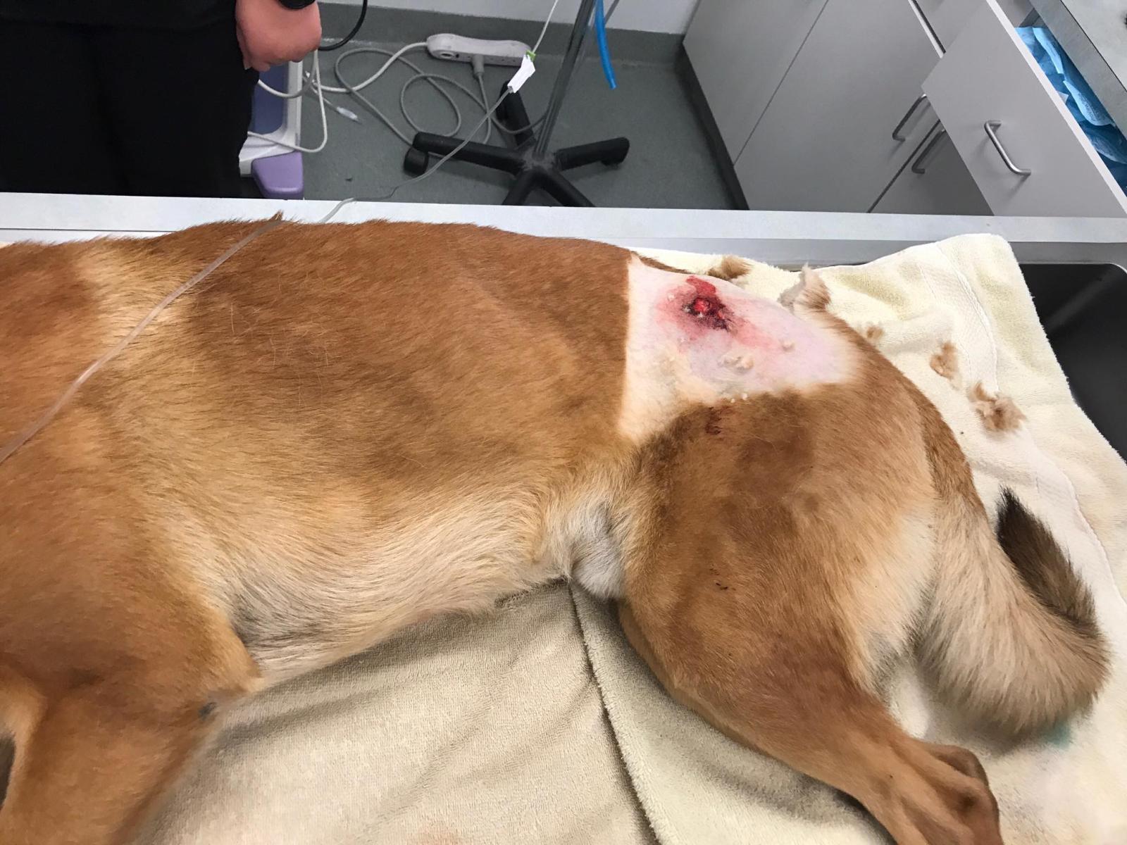 2048x1536 PBSO K9 Kasper Takes Bullet Meant for K9 Partner - Palm Beach County