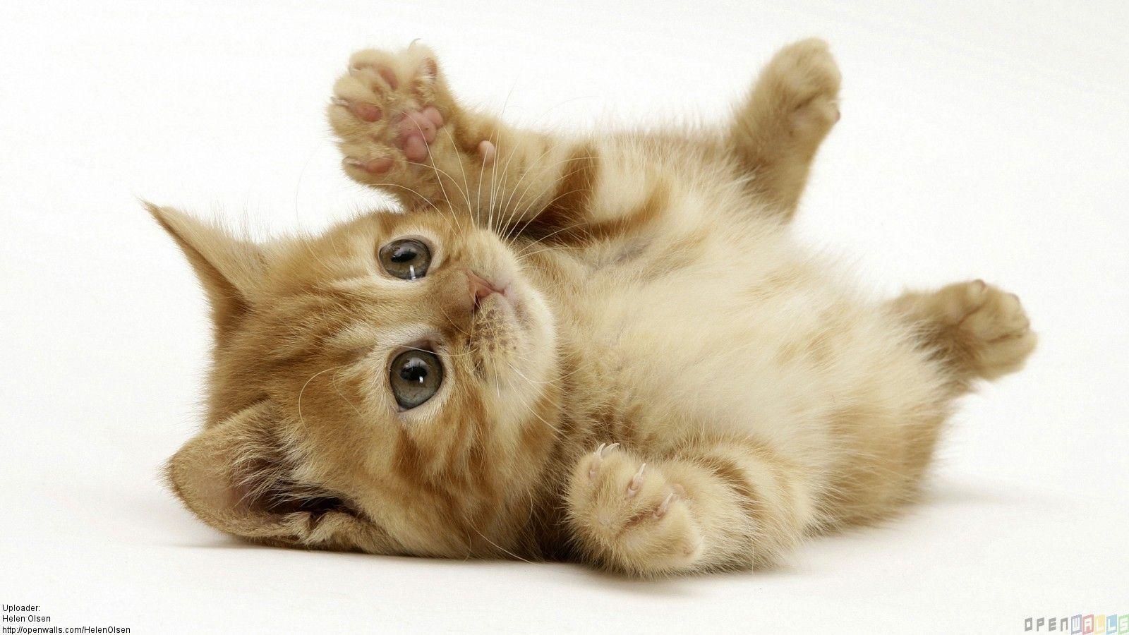 1600x900 Cute Baby Animal Wallpapers
