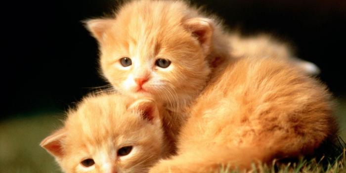 1920x1180 Cute Baby Animal Wallpapers