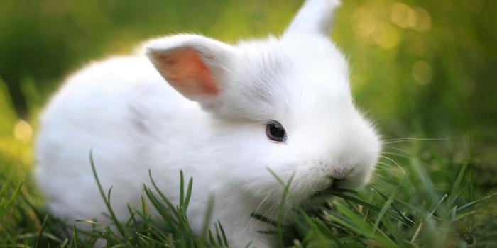 1920x1080 Free download Pics Photos Baby Animal Pictures Cute Wallpapers Puppy