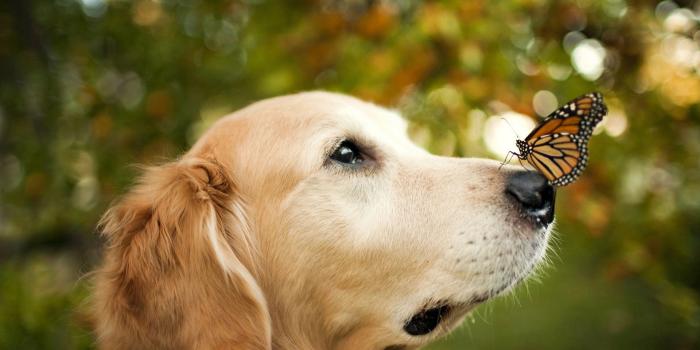 1920x1280 Cute Baby Animal Wallpapers | Wallpapers, Backgrounds, Images, Art