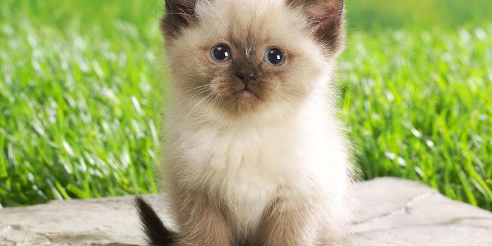 1600x1200 Cute Baby Animal Backgrounds – download best images