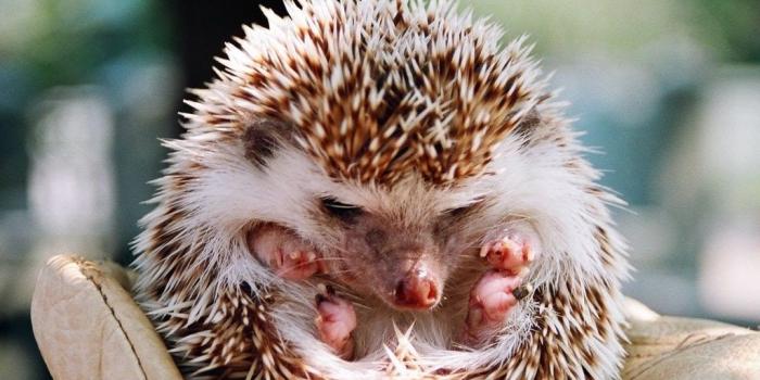 1024x768 Download Cute Baby Animal Wallpapers Wide Desktop Background