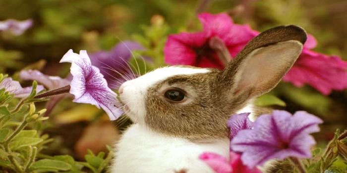 1920x1080 Adorable Baby Animal wallpaper | 1920x1080 | #11230