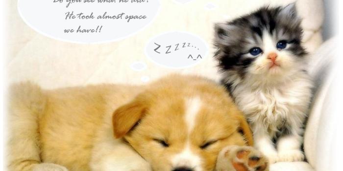 1024x768 77+] Cute Baby Animals Wallpapers on WallpaperSafari