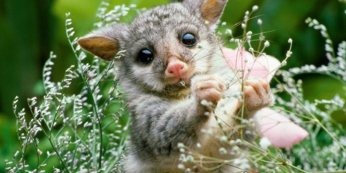 1920x1200 Baby Animals Wallpapers (65+ background pictures)