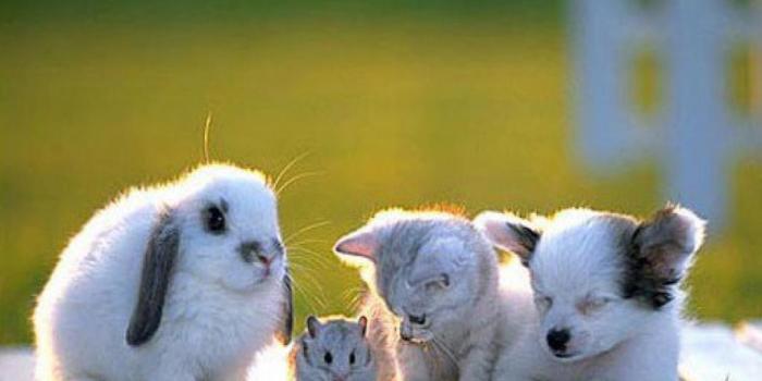 1024x768 Baby Animal Wallpapers - Top Free Baby Animal Backgrounds