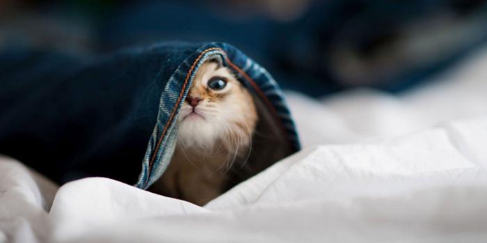 1920x1080 Cute Animal Wallpapers for Desktop (54+ images)