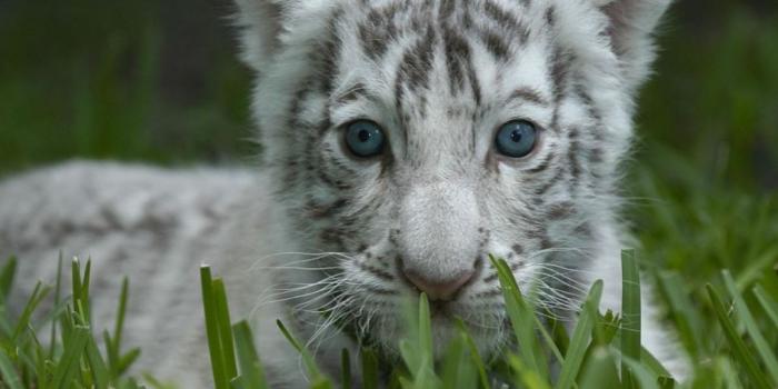 1280x1024 Inspirational Cute Baby Animal Wallpapers Free | HD Wallpaper