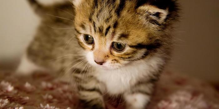 1920x1200 Cute Baby Animal wallpaper | 1920x1200 | #82426