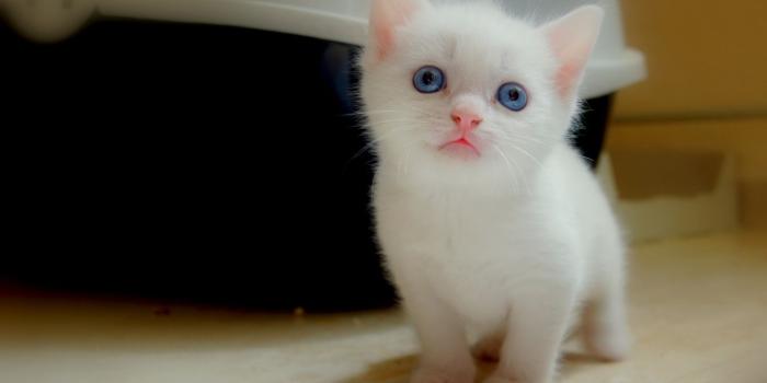 1920x1080 Cute Baby Animal Wallpaper : aww