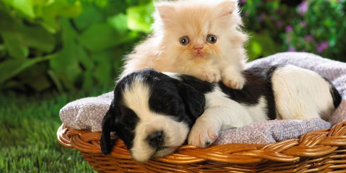 1824x1080 Cute Baby animal Wallpapers Pictures on Animal Picture Society