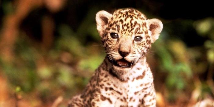 1024x768 Cute Baby Animal Wallpapers Desktop Background