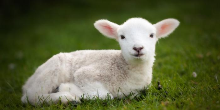 2560x1600 Cute Baby Animal Wallpaper 183 – Homes Tips