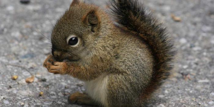 1024x768 Desktop Hd Wallpaper Baby Animals Download Cute Photos - Litle Pups