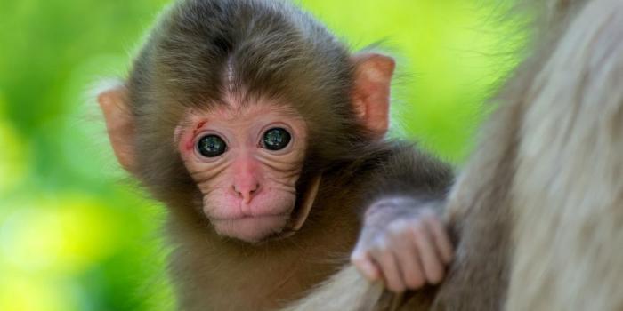 1280x1024 Free download Cute Baby Animal Wallpapers HD images Live HD