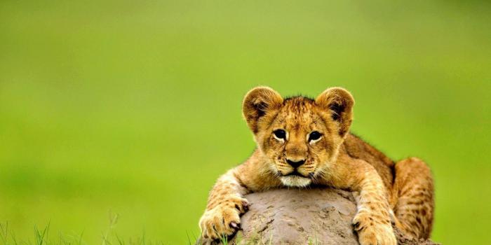 1920x1200 Baby Animals Wallpaper ·① WallpaperTag