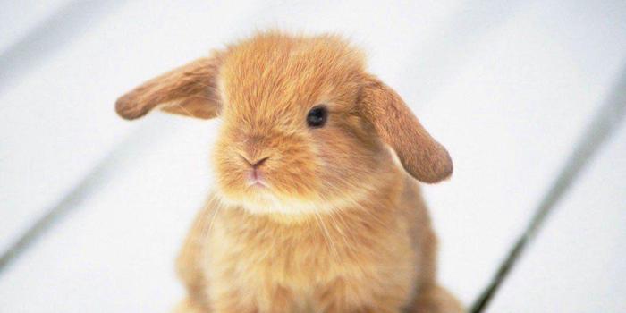 1024x768 Cute Baby Animals Wallpaper for Android - APK Download