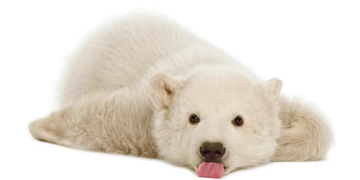 5120x2880 5076964 Cub, Cute, Baby Animal, Polar Bear, Lying Down, Animal