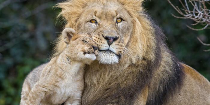 4227x3170 1967 Baby Animal HD Wallpapers | Background Images