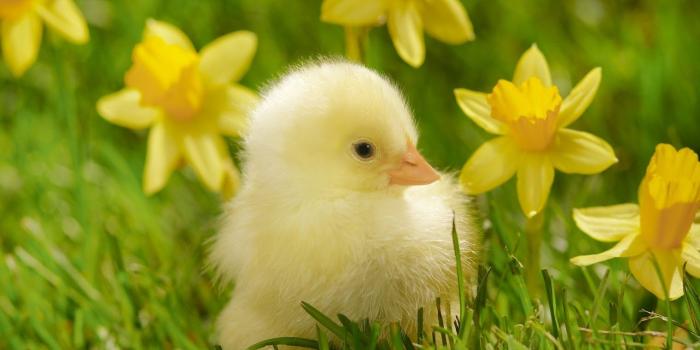 1520x810 Sorted Cute Baby animal Backgrounds Pictures on Animal Picture Society