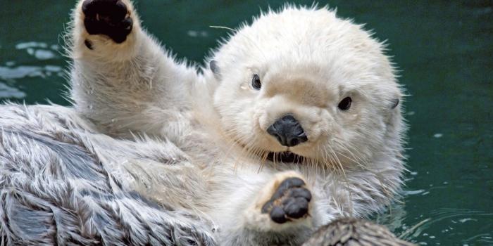 2560x1600 Cute Baby Animals Wallpapers (61+ images)