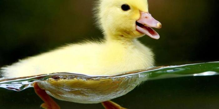 1080x794 Excellent 2016 Wallpapers Pack: Cute Baby Animal Pictures, p.551