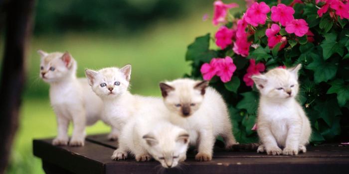 1920x1080 Free Cute Baby Animal Picture Background Photos Windows Mac
