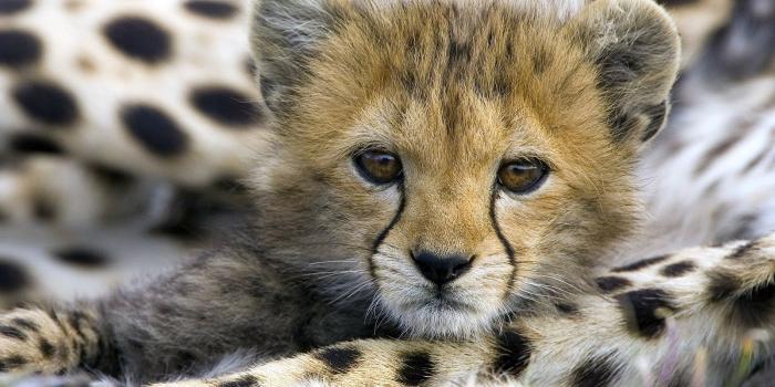 1600x1200 Baby Animal Wallpaper HD Images – One HD Wallpaper Pictures