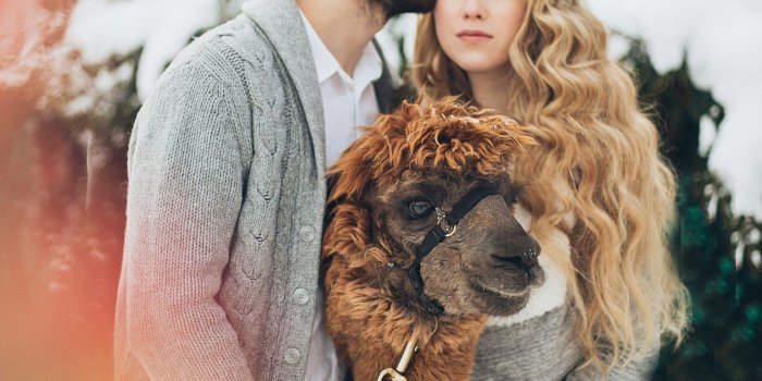 1536x2048 Download 1536x2048 Cute Couple, Photoshoot, Llama, Snow, Blonde