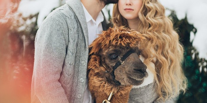 1680x1050 Download 1680x1050 Cute Couple, Photoshoot, Llama, Snow, Blonde