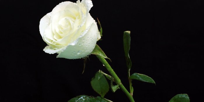 4076x2718 gaeroladid: White Rose Images