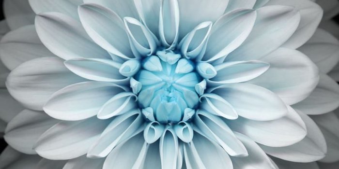 890x1590 Floral Wallpaper | Roses are red, violets are blue.... | Flower