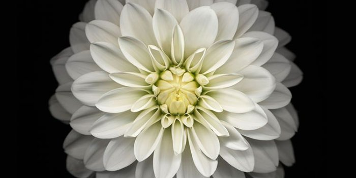 750x1334 ac91-wallpaper-apple-iphone6-plus-ios8-flower-white in 2019